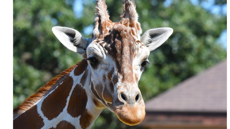 Como Zoo mourns loss of beloved giraffe, 'Skeeter' — St. Louis Park Community news